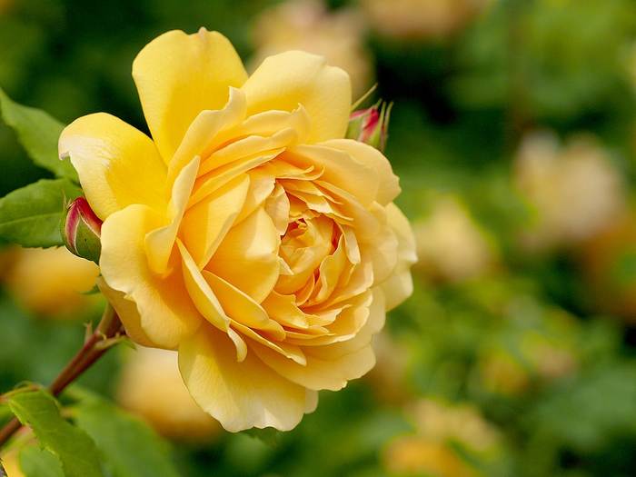 Роза Golden Celebration, фото фотографии растения