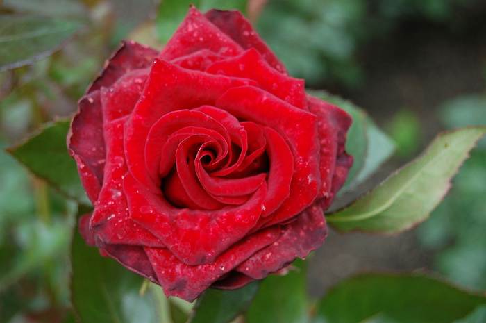 Роза Black Magic, фото фотографии растения
