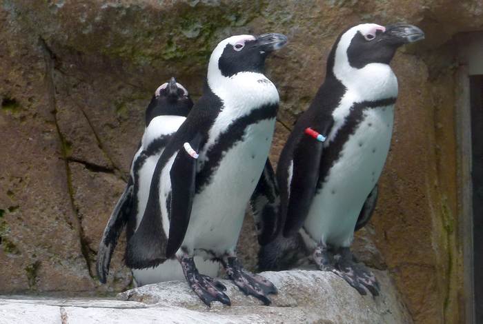 Очковые пингвины (Spheniscus demersus), фото фотография птицы