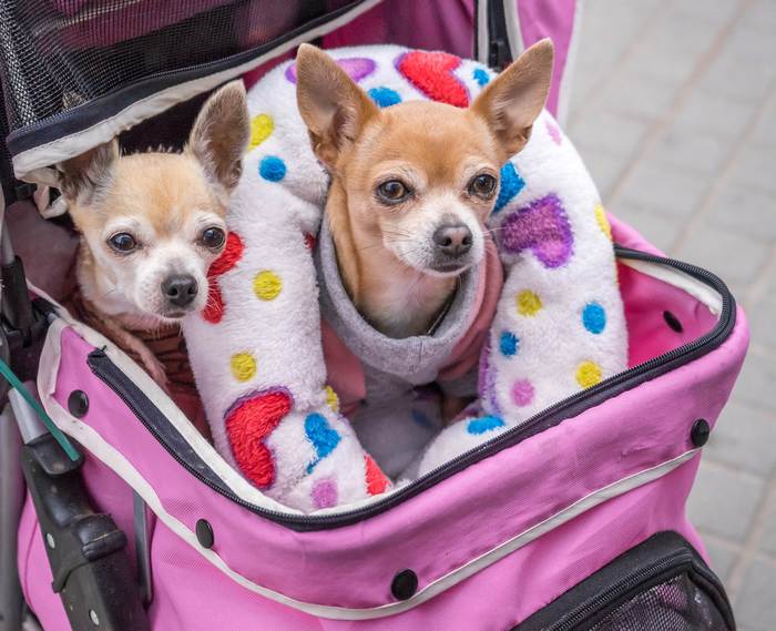 Две чихуахуа в коляске, фото фотографии собаки