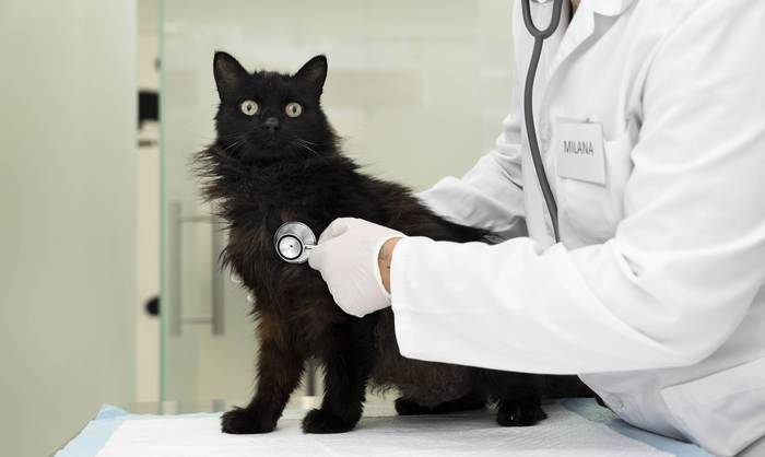 Ветеринарный врач слушает сердце у черной кошки, фото фотографии питомцы
