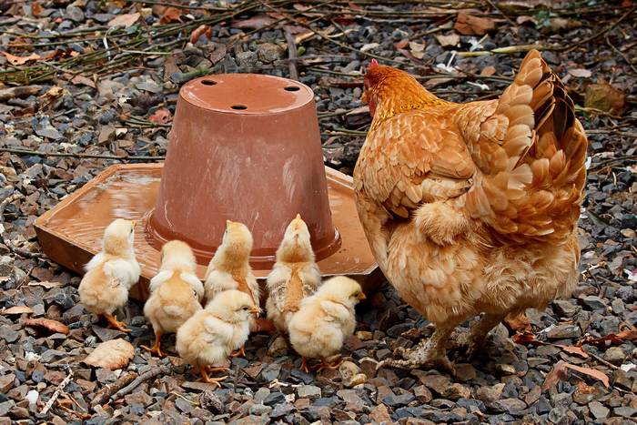 Курица-несушка с цыплятами, фото фотографии птицы