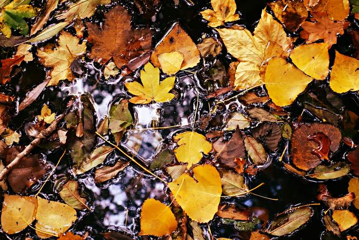 Опавшие желтые листья в воде, фото фотографии растения