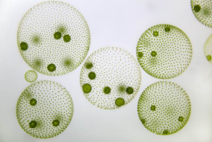 Зеленые водоросли рода Volvox, фото фотографии растения