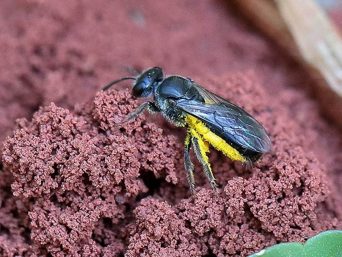 Одиночная пчела Homalictus planidens, фото фотографии насекомые