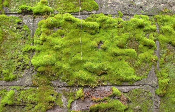 Мох на каменной стене, фото фотография растения