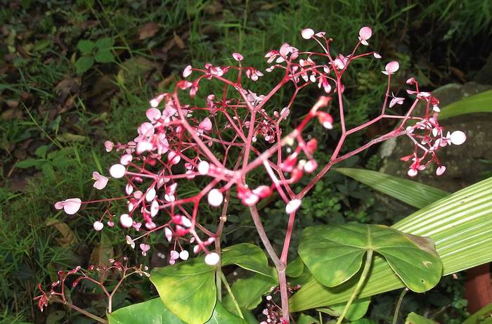   (Begonia manicata),   