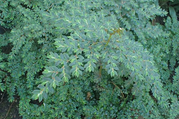   (Begonia foliosa),   