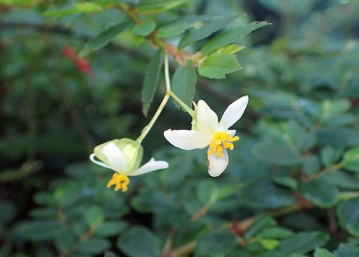   (Begonia foliosa),   