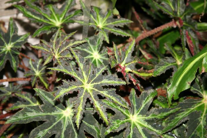   (Begonia heracleifolia),   