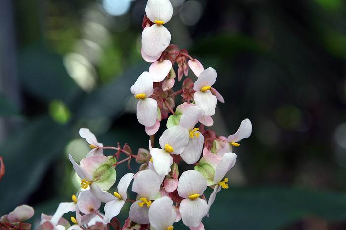   (Begonia heracleifolia),   
