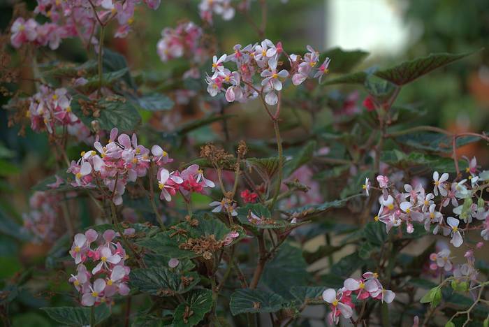   (Begonia metallica),   