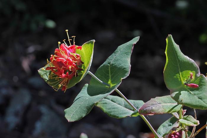 Жимолость сизая (Lonicera dioica), фото фотография растения