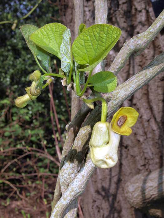   (Aristolochia manshuriensis),   