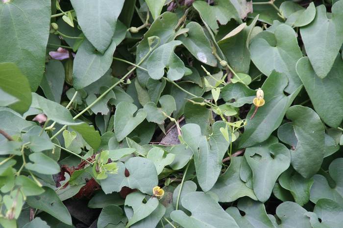 Кирказон волосистый (Aristolochia pilosa), фото фотография растения