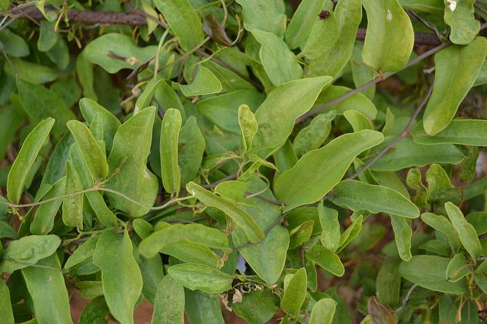 Кирказон индийский (Aristolochia indica), фото фотография растения