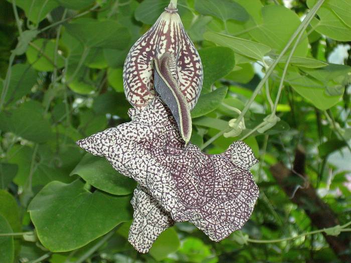 Кирказон губастый (Aristolochia labiata), фото фотография растения