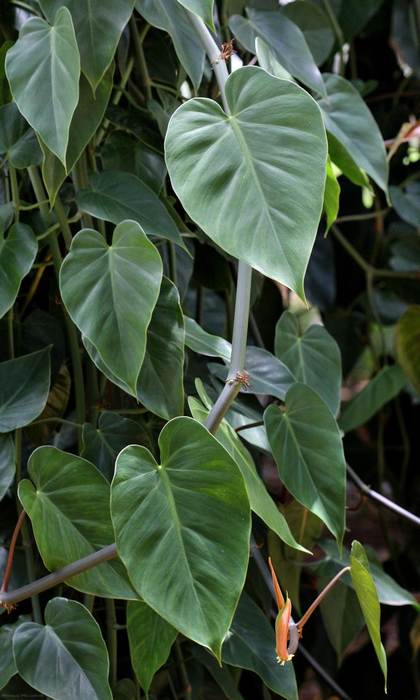 Филодендрон плющевидный (Philodendron hederaceum), фото фотография растения