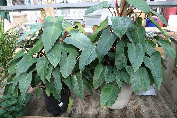 Филодендрон красноватый (Philodendron erubescens), фото фотография растения
