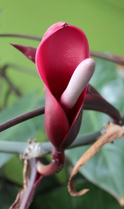Филодендрон красноватый (Philodendron erubescens), фото фотография растения