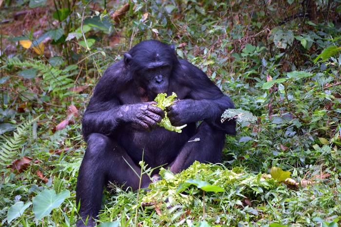 Бонобо, или карликовый шимпанзе (Pan paniscus), фото фотография приматы