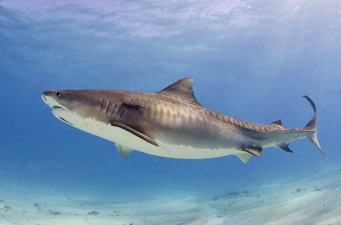 Тигровая акула (Galeocerdo cuvier), фото фотография рыбы