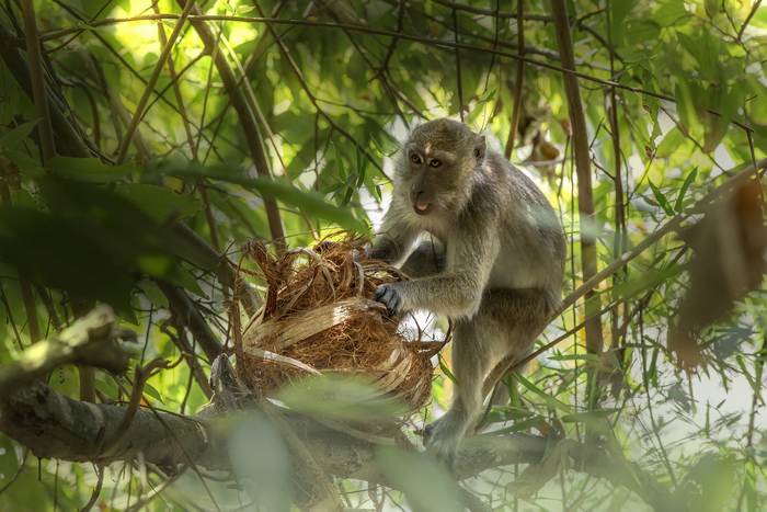 Макака-крабоед (Macaca fascicularis), фото фотография приматы