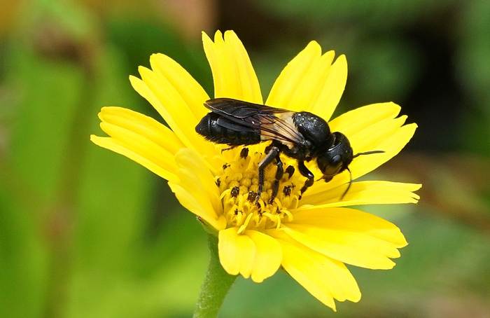Пчела цератина (Ceratina sp.), фото фотография пчелы
