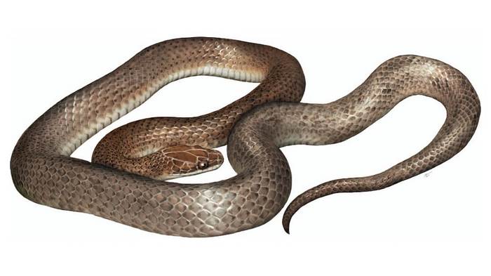 Роющая змея Cenaspis aenigma, рисунок реконструкция рептилии