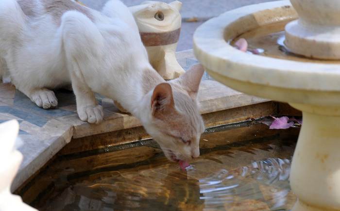 Домашняя кошка пьет воду из фонтана, фото фотография животные
