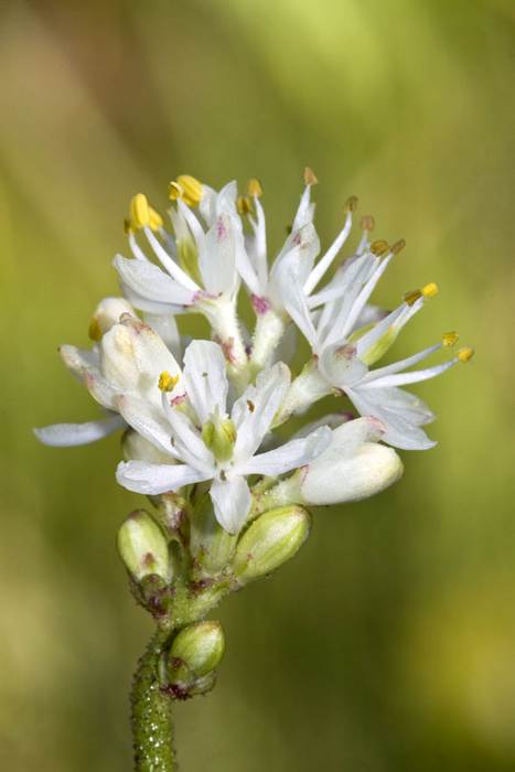 Ложная трианта (Triantha occidentalis), фото фотография растения