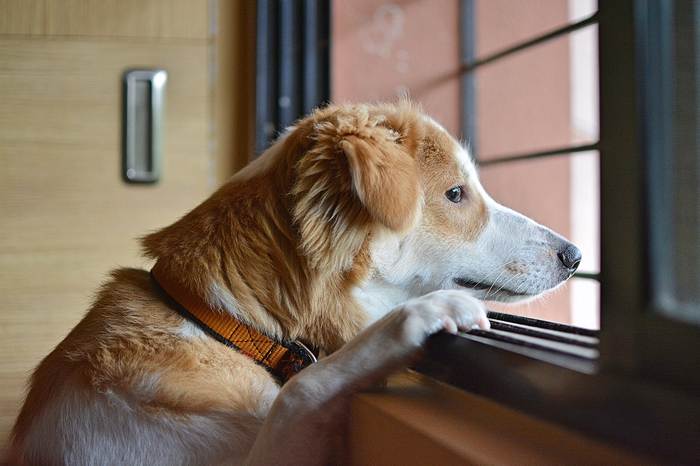 Грустная собака смотрит в окно, фото фотография питомцы