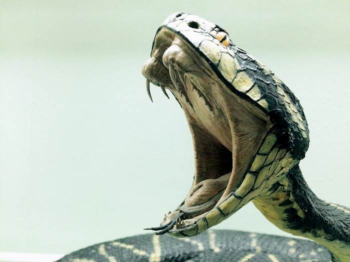 Зубы ядовитой змеи, фото фотография рептилии
