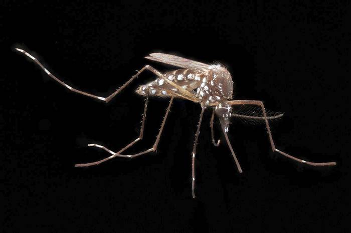 Жёлтолихорадочный комар (Aedes aegypti), фото фотография насекомые