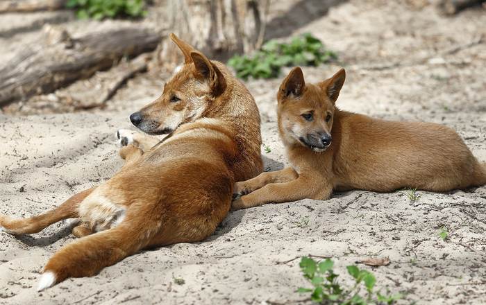 Динго (Canis lupus dingo), фото фотография хищники