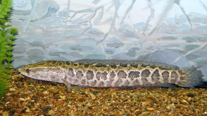 Змееголов (Channa argus), фото фотография рыбы