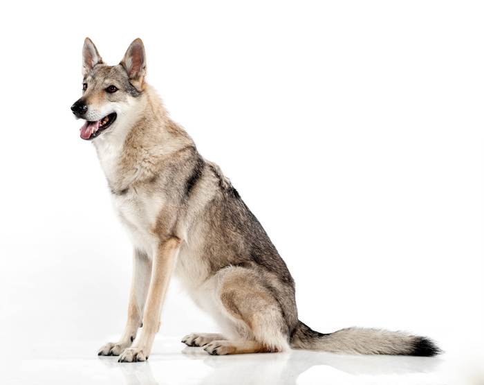 Чехословацкая волчья собака, фото фотография