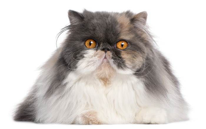 Персидская кошка, или перс, фото фотография