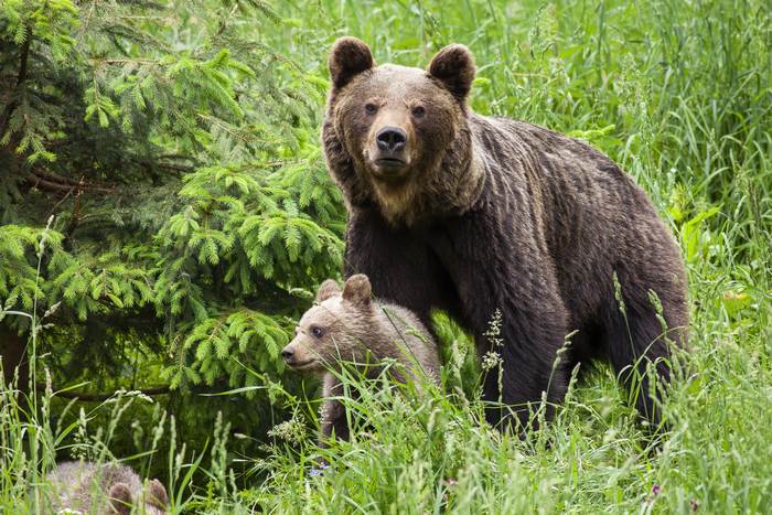 Бурый медведь (Ursus arctos), самка с медвежонком, фото фотография хищники