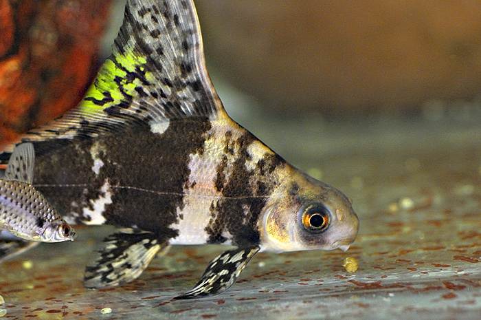 Чукучан китайский (Myxocyprinus asiaticus), фото аквариумные рыбы фотография