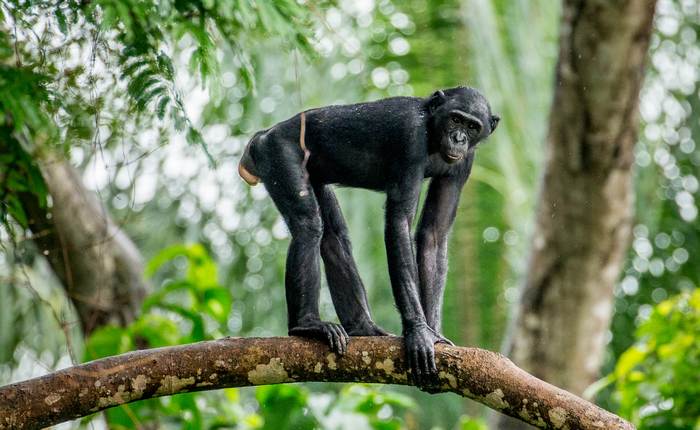 Карликовый шимпанзе, или бонобо (Pan paniscus), фото фотография приматы