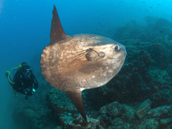 Обыкновенная луна-рыба (Mola mola), фото фотография рыбы