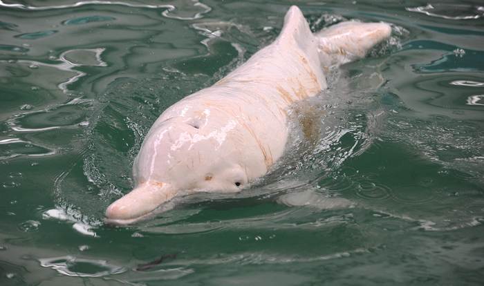 Китайский речной дельфин (Lipotes vexillifer), фото фотография киты