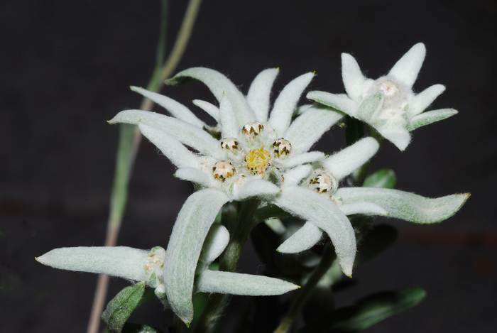 Эдельвейс (Leontopodium spp,), фото фотография цветы