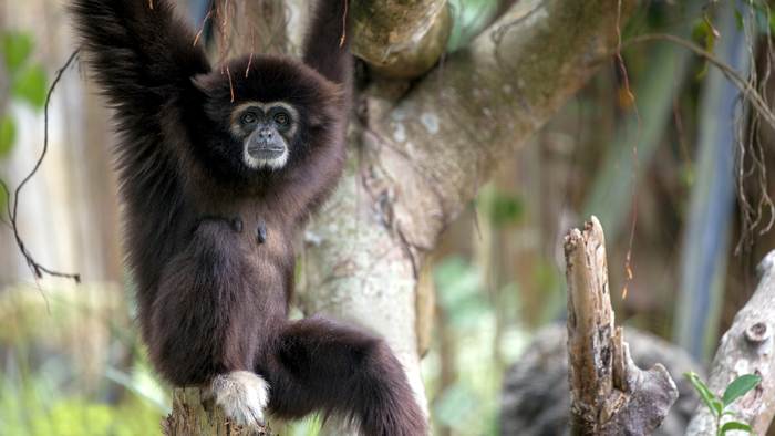 Белорукий гиббон, или лар (Hylobates lar), фото фотография приматы