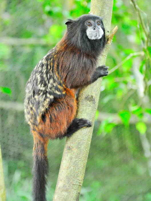 Буроголовый тамарин (Saguinus fuscicollis), фото фотография приматы