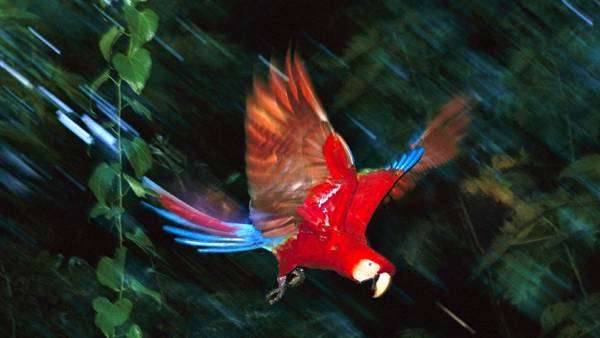 Красный ара, или ара макао (Ara macao), фото кормление попугаев фотография картинка