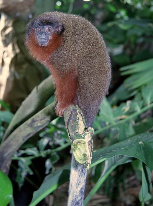 Бурый прыгун (Plecturocebus brunneus), фото фотография приматы