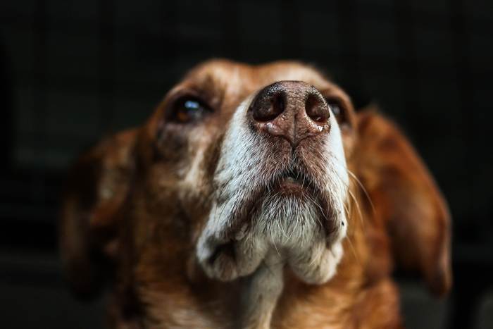 Собачий нос крупным планом, фото фотография собаки