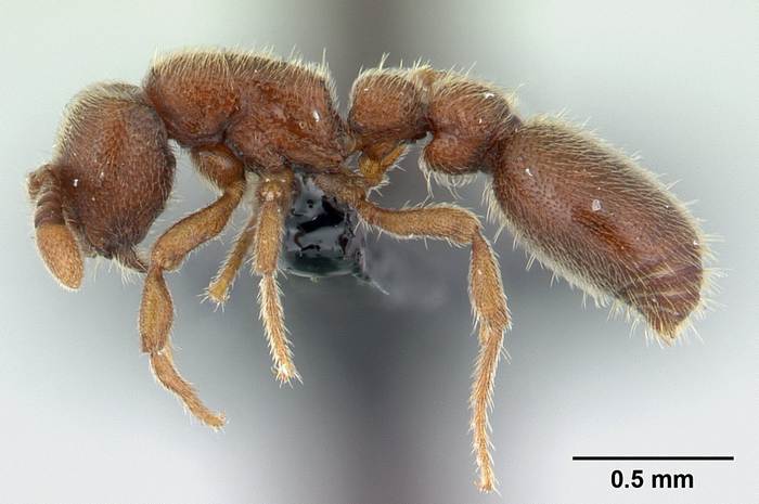 Азиатский муравей Ooceraea biroi, фото фотография насекомые